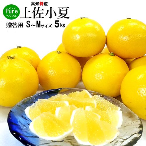 【送料無料】・高知産・土佐小夏M～Sサイズ約5kg贈答用宿毛小夏日向夏ニューサマーオレンジ北海道1000・沖縄送料1500円【RCP】【楽フェス_ポイント10倍】05P18Jun16