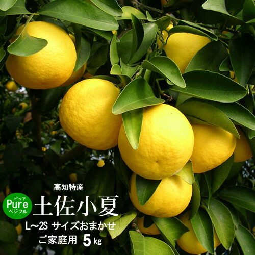 【送料無料】高知産土佐小夏5kgサイズお任せご家庭用5kg・お土産、コナツ・日向夏北海道1000円沖縄送料1500円父の日10P30May15【オススメ】05P18Jun16