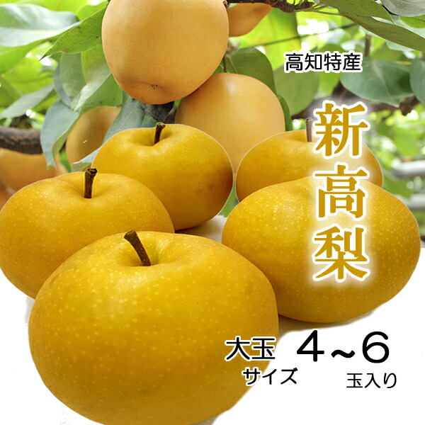 タケノコ 楽天市場】【送料無料】高知産・筍・四方竹約2kg入りクール便