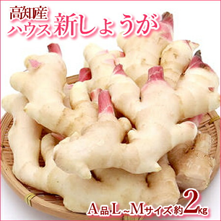 【送料無料】・高知産春の新生姜4kgハウス物　北海道1000・沖縄送料1500円10P30May15