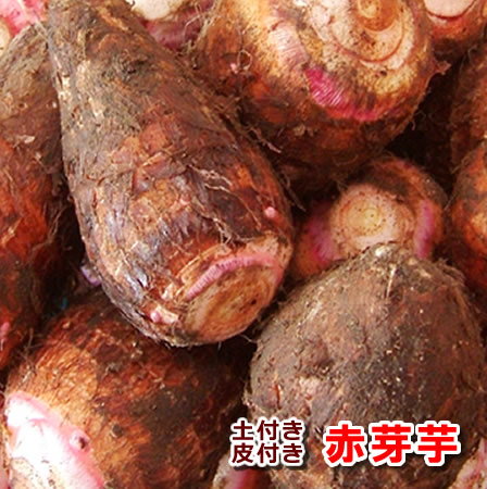 まさやん　里芋赤芽大吉の親芋　15k 赤芽大吉 | みしま農商オンラインショップ