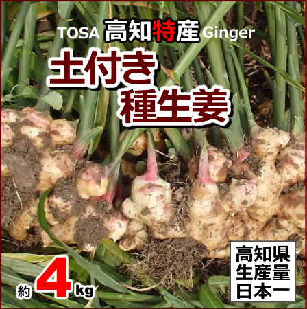楽天市場】冷凍 生姜汁 1kg 中国産 : 生姜工房
