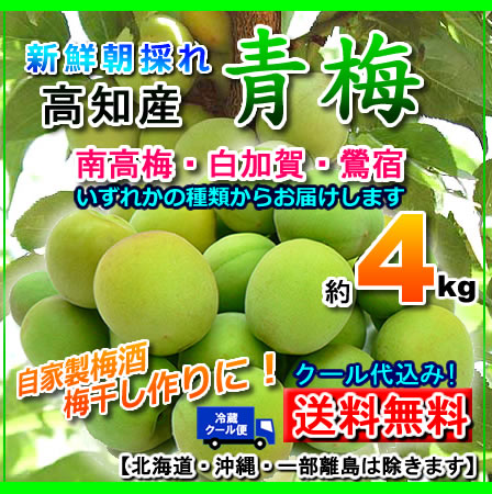 高知産梅・梅・梅酒梅干に南高梅・白加賀・約4kg北海道1000円・沖縄は送料1500円10P30May15【オススメ】05P18Jun16