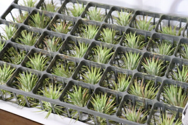 お試しセット 初心者にも おまかせ5種類ミックス 今だけおまけでもう１個 エアープランツ