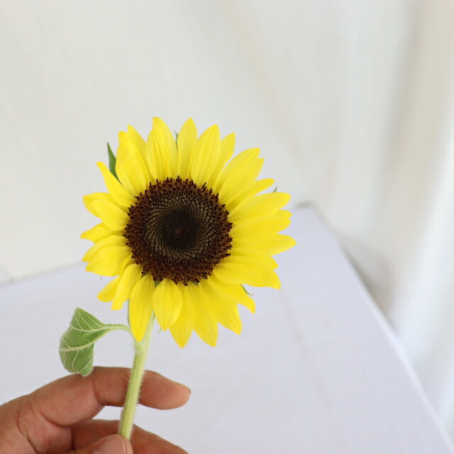 楽天市場】切り花 ひまわり 5本 お色おまかせ 生花 切花 向日葵