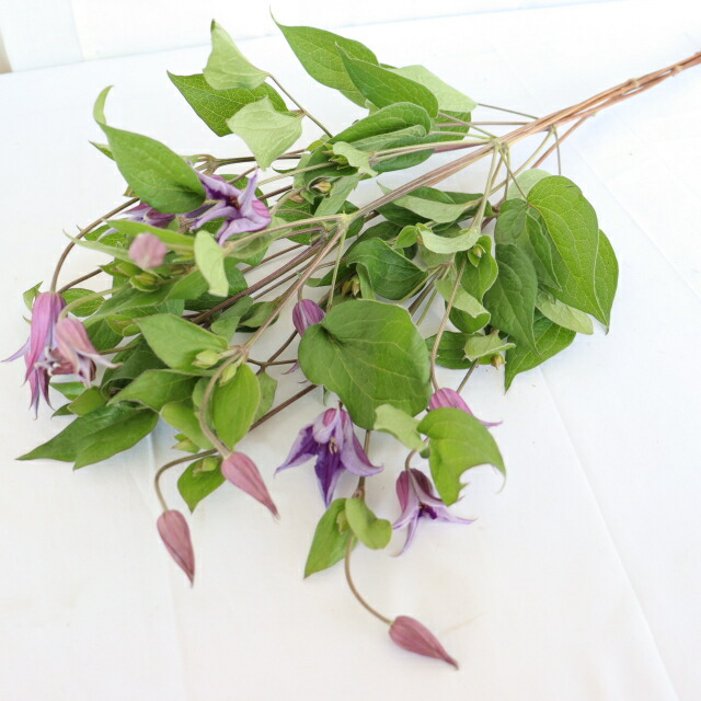 楽天市場】クレマチス ペパーミント6号 鉢花 ボリューム満点 四季咲き