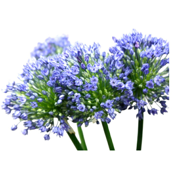 生花 アリウム ギガンチューム ブルーパフューム 5本 正しい主張 くじけない心 円満 生け花 花束 アレンジメント ファッションデザイナー