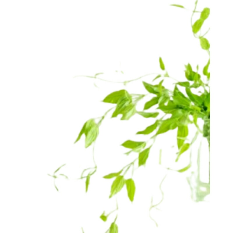 市場 生花 奥ゆかしさ 利休草5本