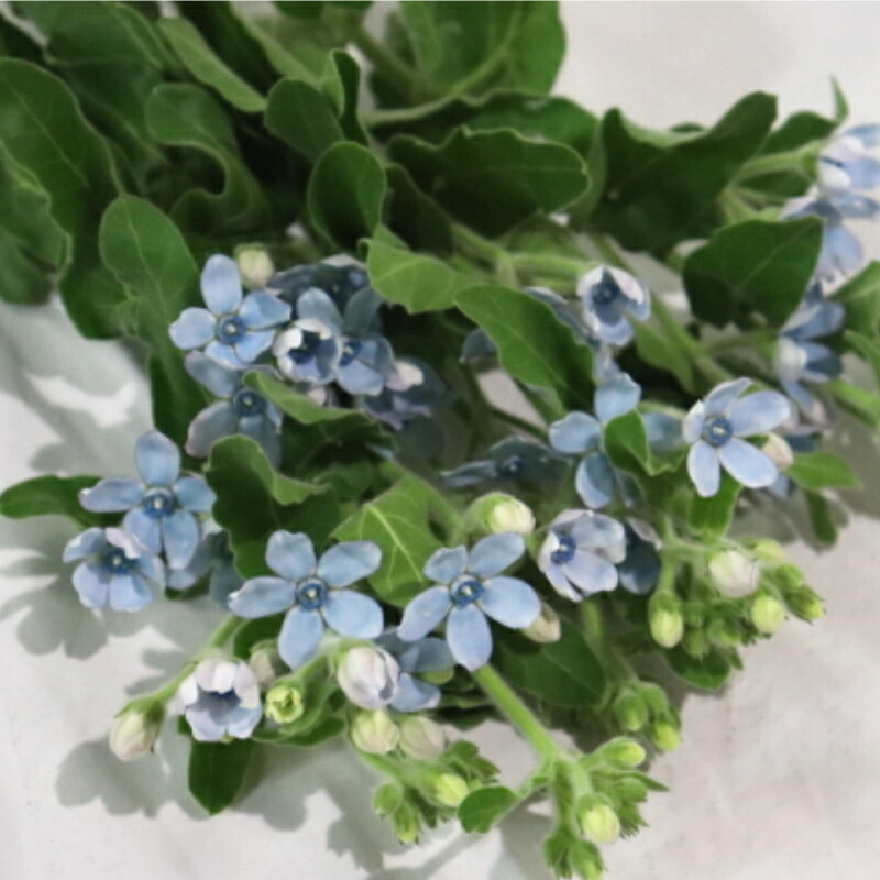 生花 ブルースター5本 幸福な愛 信じあう心