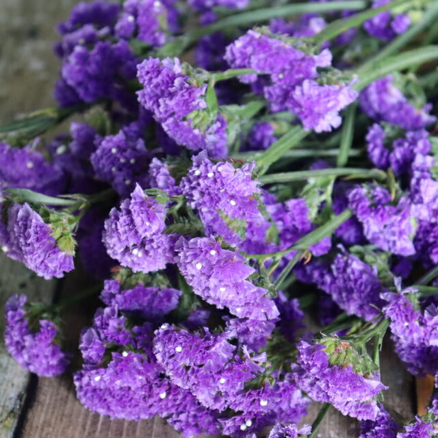 市場 生花 生け花 5本束 スターチス ドライになっても使える 色選べる お供え 葬儀 アレンジメントなどいろんな用途に活用できる花材