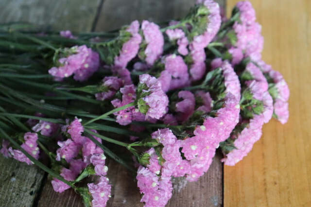 市場 生花 生け花 5本束 スターチス ドライになっても使える 色選べる お供え 葬儀 アレンジメントなどいろんな用途に活用できる花材