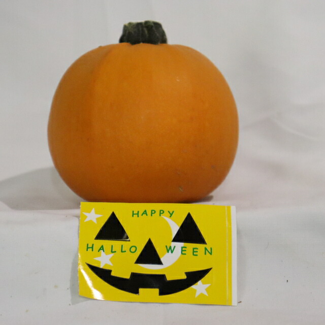 楽天市場】ハロウィン用 本物 生カボチャ 鑑賞用『プッチーニ