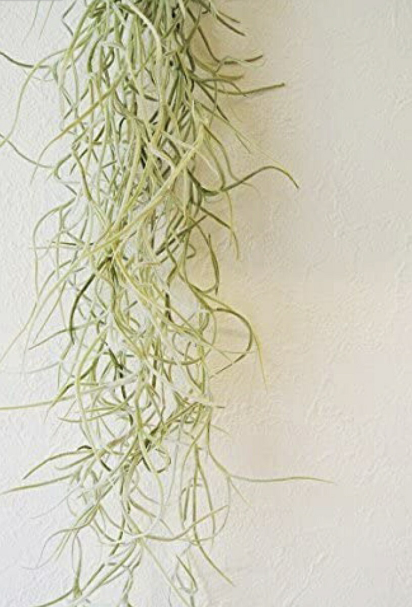 タンガロイ 旋削使所ねじ切り 心付け 16er8acme Ah725 707 7076 根っこ タンガロイ