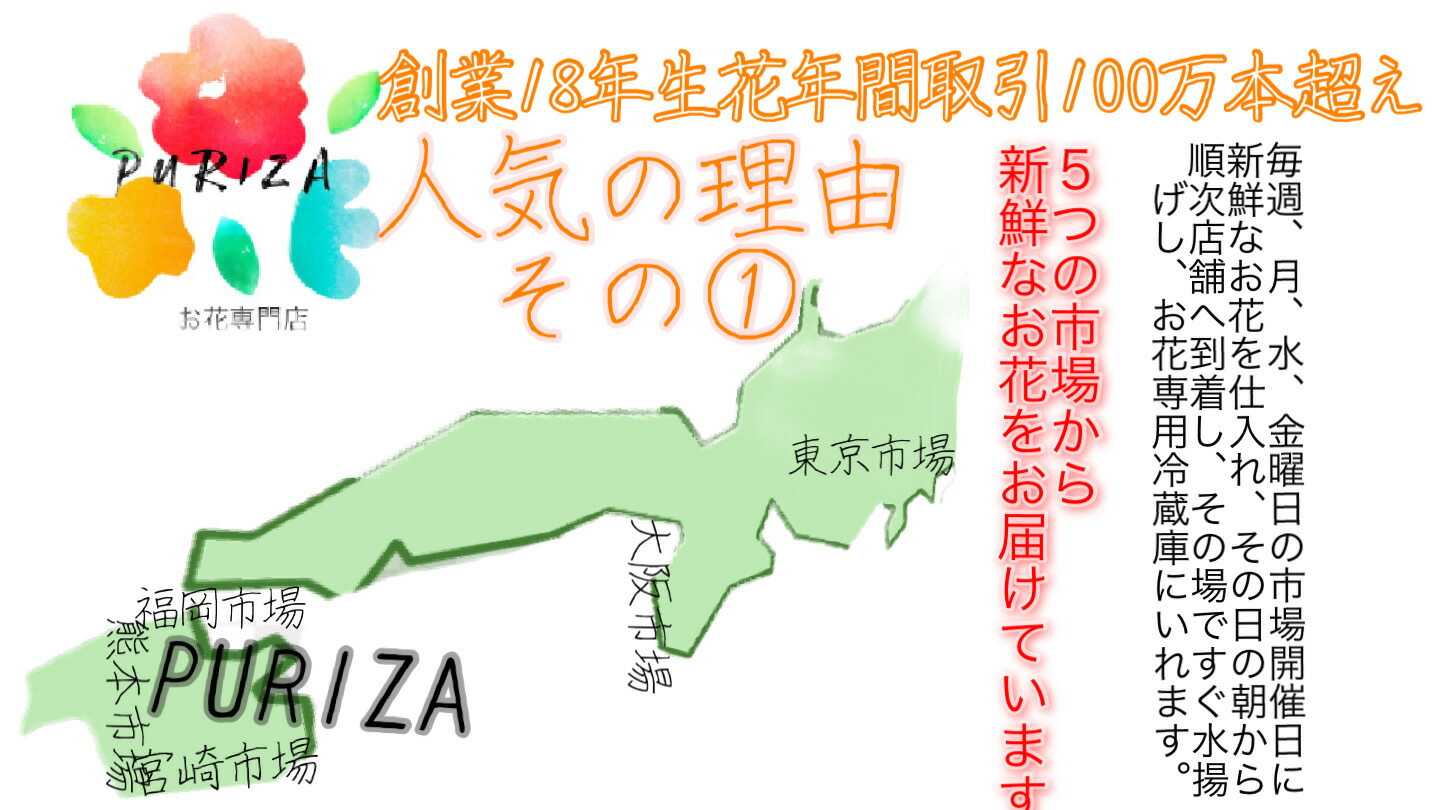 楽天市場 生花 ミリオンバンブー 70cm 5本 花材 スパイラルバンブー ドラセナ 万年竹 切り花 Puriza