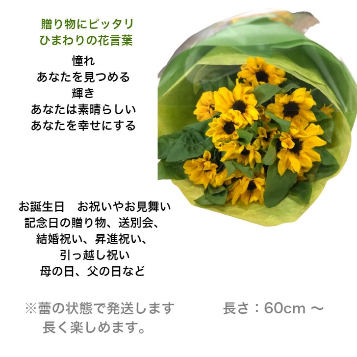 楽天市場 メッセージカード付き 敬老の日 日時指定対応 ひまわり 花束 本数選べる 花 誕生日 プレゼント 女性 母 祖母 父 フラワーギフト 結婚祝い 結婚記念日 プレゼント 妻 定年 退職祝い 男性 送別会 花束 お祝い お誕生日 お花 合格祝い お見舞い 快気祝い 10本