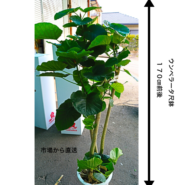 新規購入 楽天市場 フィカス ウンベラータ 10号サイズ 説明書付き 鉢物 観葉植物 室内インテリア 装飾 Puriza 保証書付 Lexusoman Com