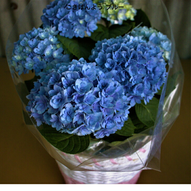 【鉢物】母の日 ギフト 5号鉢 カバー付き プレゼント 紫陽花（あじさい アジサイ） 生花 鉢植え 送料無料 50代 60代