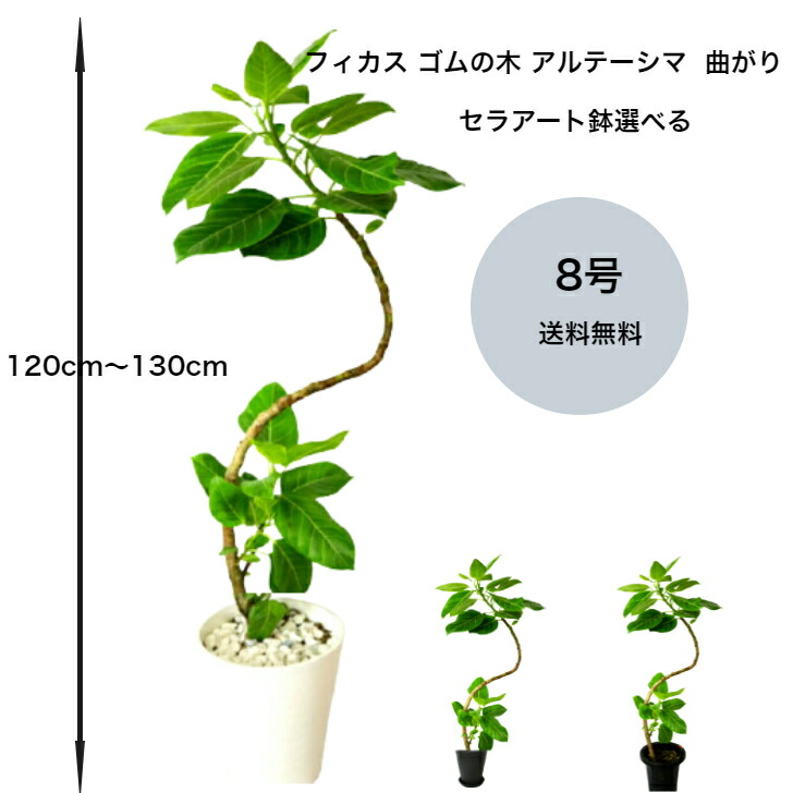 母の日 御花差し上げ物 2026年 特集