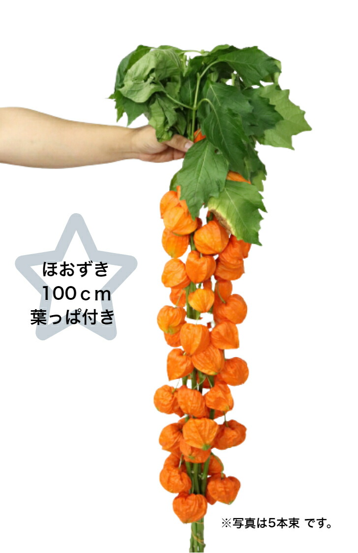 楽天市場 生花 ほおずき 100cm 葉つき １本 大分 宮崎産 秀品 品質保証 生け花 お供え 仏壇 お盆 Puriza