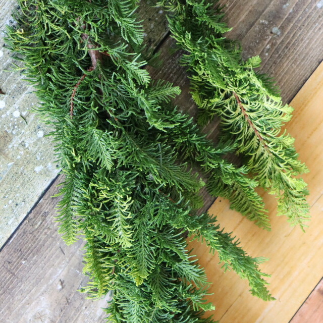 楽天市場】黄金ヒバ 115cm 程度 1本 から 生花 切花 切り花 花材 花展