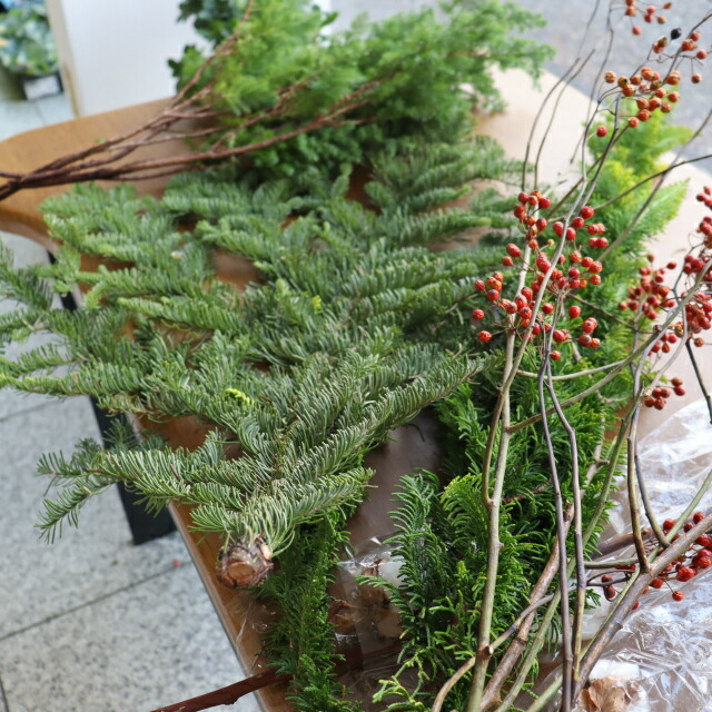 楽天市場】もみの木 苗 【ドイツトーヒー】 ポット苗 クリスマスツリー