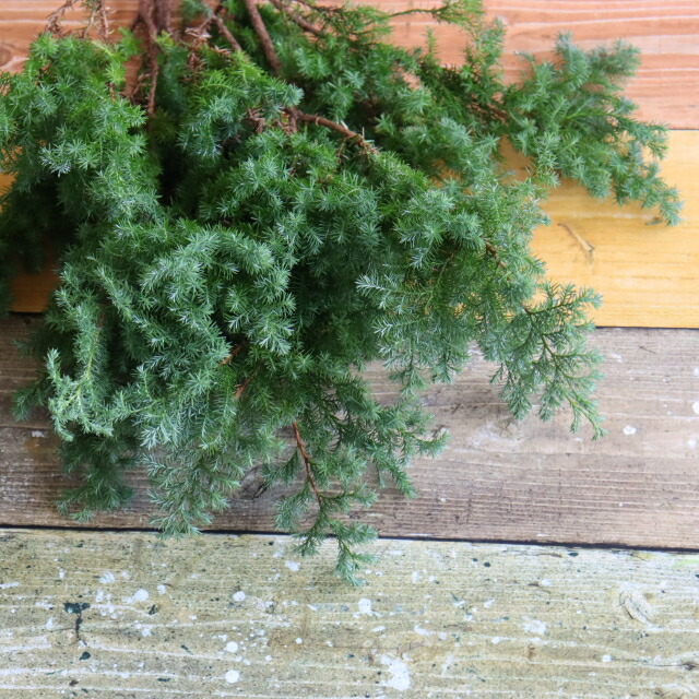 fleurさん用 ヒムロスギ ブルーアイス 切り落としセット 楽天市場