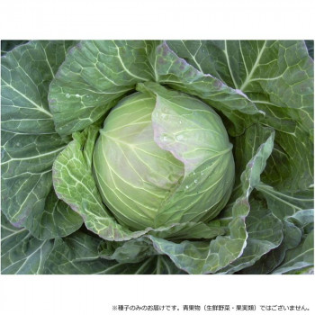 小林種苗 キャベツ種子 耐寒春エース 9 20ml