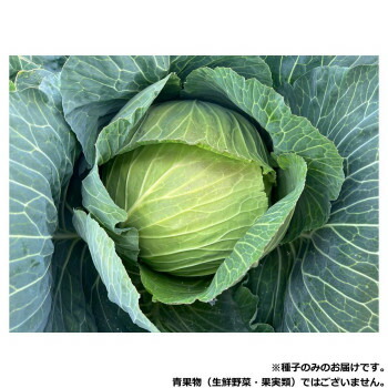 小林種苗 キャベツ種子 こいだま　9272　2000粒 5,135円