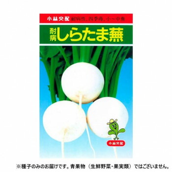 小林種苗 カブ種子 耐病しらたま　8　1dl 5,981円