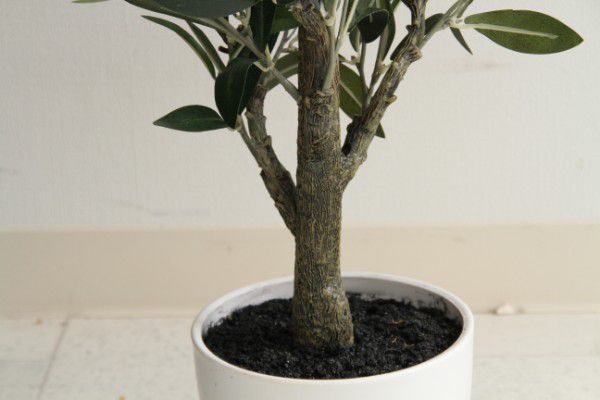 楽天市場 人工観葉植物 大型 観葉植物 フェイク 室内 おしゃれ 風水 造花 フェイクグリーン リアル インテリアグリーン 植物 Quoli