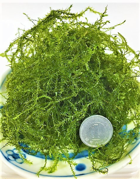 無農薬 自家製ウィローモス Net100g 宅急便で発送しますのですべての決済が使えます Lojascarrossel Com Br