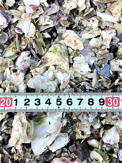 楽天市場 小型 割れ 飼育水のph ペーハー 調整用 牡蠣殻 カキガラ 300g まこっぺめだかランド楽天市場店