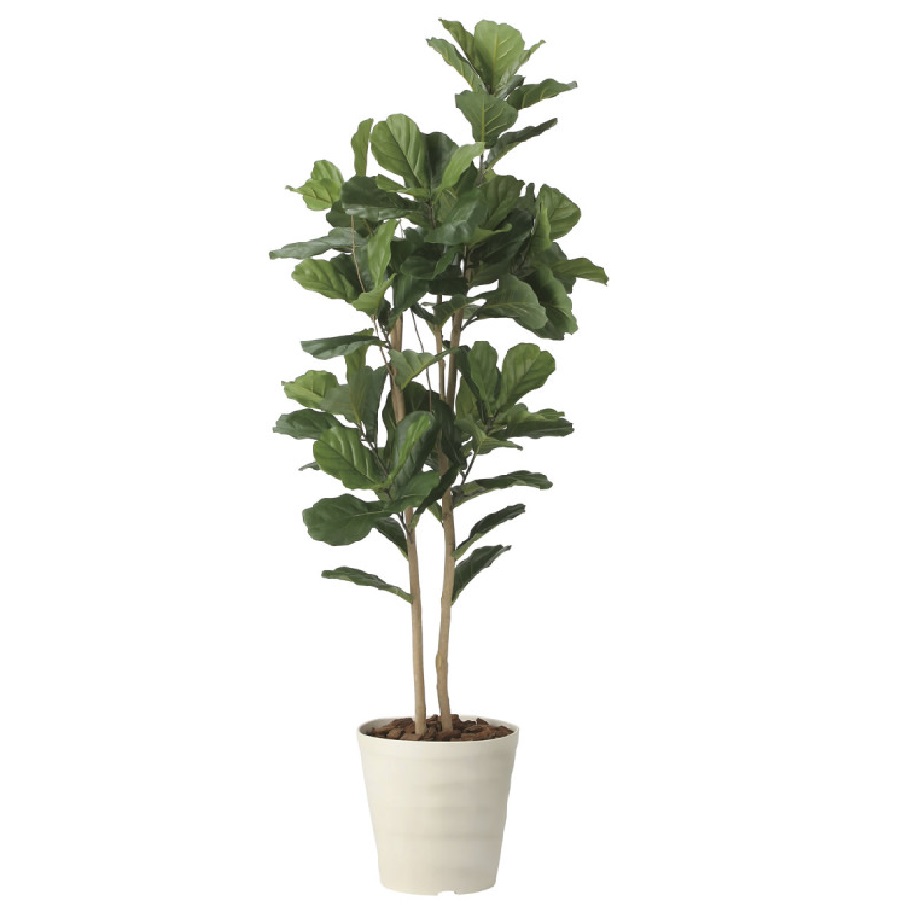 インテリア フェイクグリーン・人工観葉植物 カシワバゴム1.8m 光触媒加工(V-CAT)|七to八-Seven to eight-