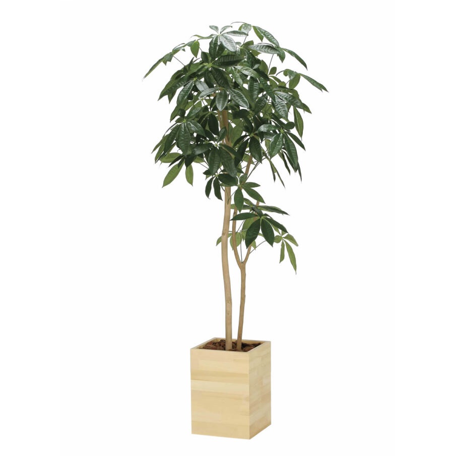 インテリア フェイクグリーン・人工観葉植物 ウッドボックスパキラ1.6m 光触媒加工(V-CAT)|七to八-Seven to eight-