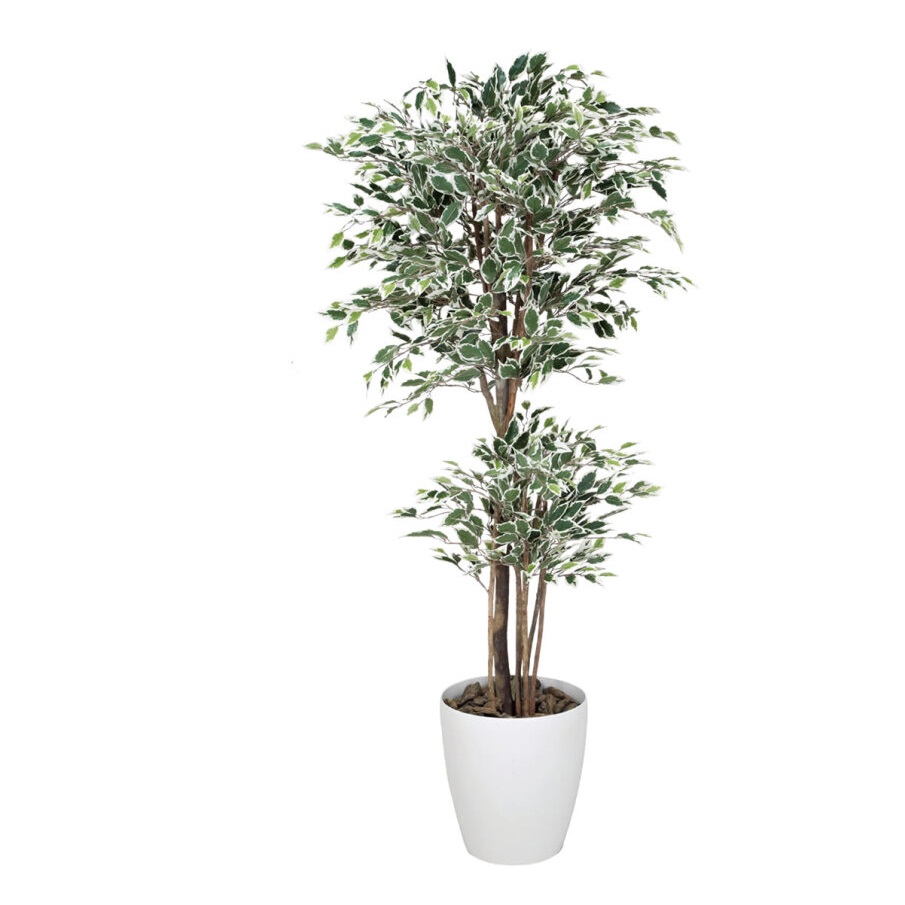 インテリア フェイクグリーン・人工観葉植物 トロピカルベンジャミン斑入リ 1.6m 光触媒加工(V-CAT)|七to八-Seven to eight-