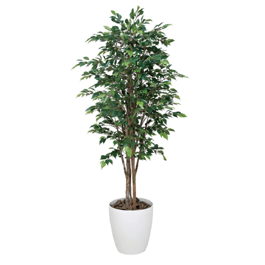 インテリア フェイクグリーン・人工観葉植物 ロイヤルベンジャミン 1.8m 光触媒加工(V-CAT)|七to八-Seven to eight-
