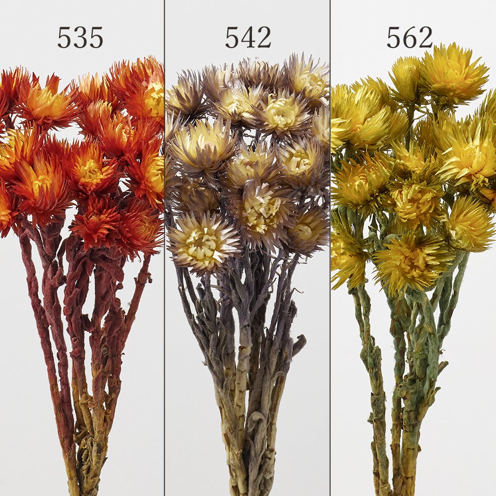 ☆フラワーデージー様 お取り置き☆ 楽天市場】【P10倍 12/31まで！】 ドライフラワー 花材 即日出荷 ミニ