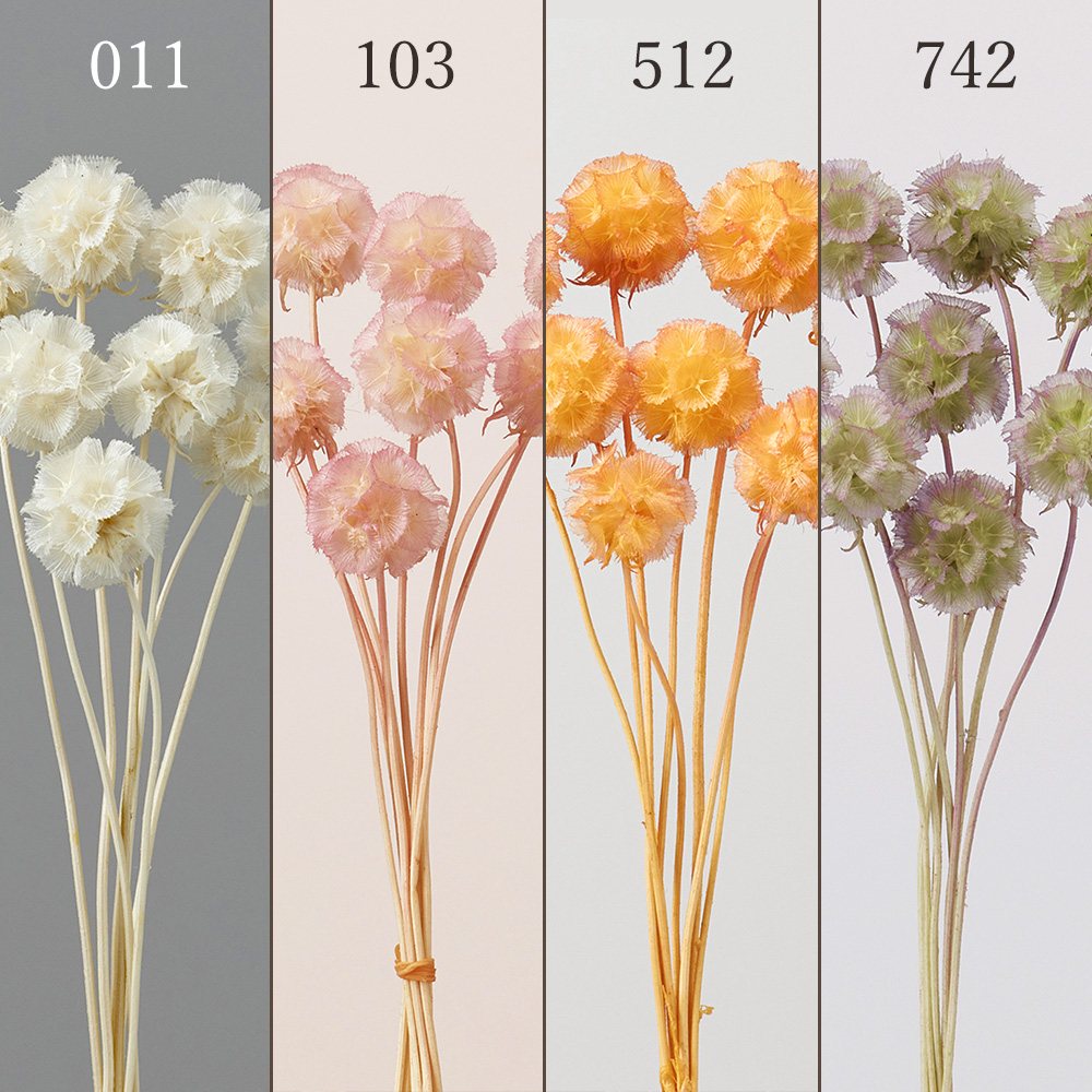 楽天市場】ドライフラワー 花材 即日出荷 テールリード ダークオレンジ