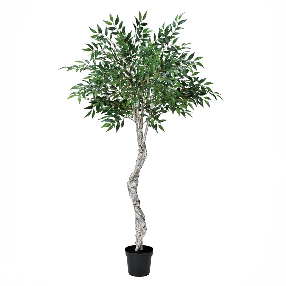 フェイクグリーン 観葉植物 とりよせ品 【メーカー直送】スマイラックスツリー(ポット付)177cm《代引不可・他商品との同梱不可》 観葉植物 1.7m 大型 アスカ ASCA アスカ商会｜造花ドライフラワー専門問屋花びし