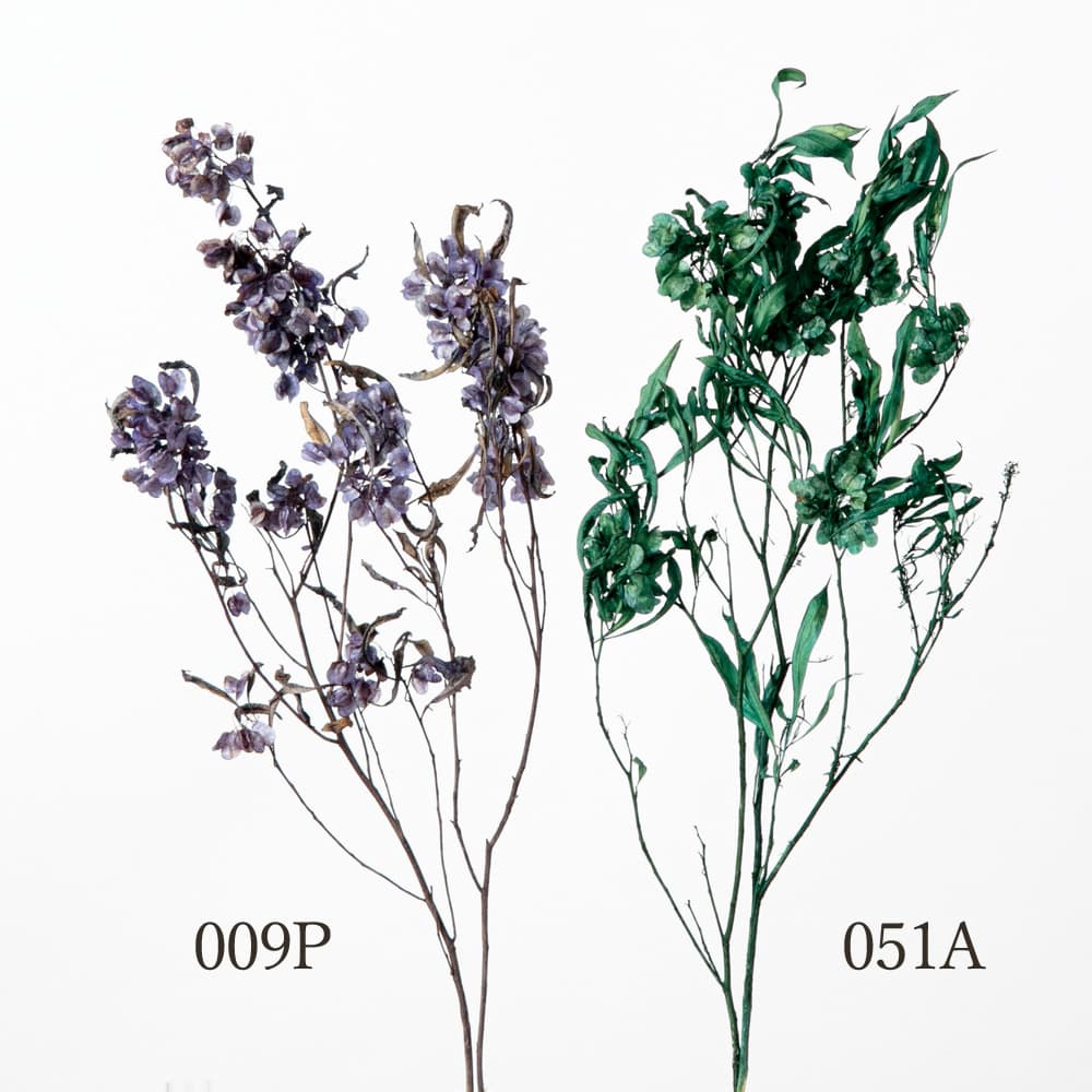 楽天市場】ドライフラワー 花材 即日出荷 テールリード ブラック