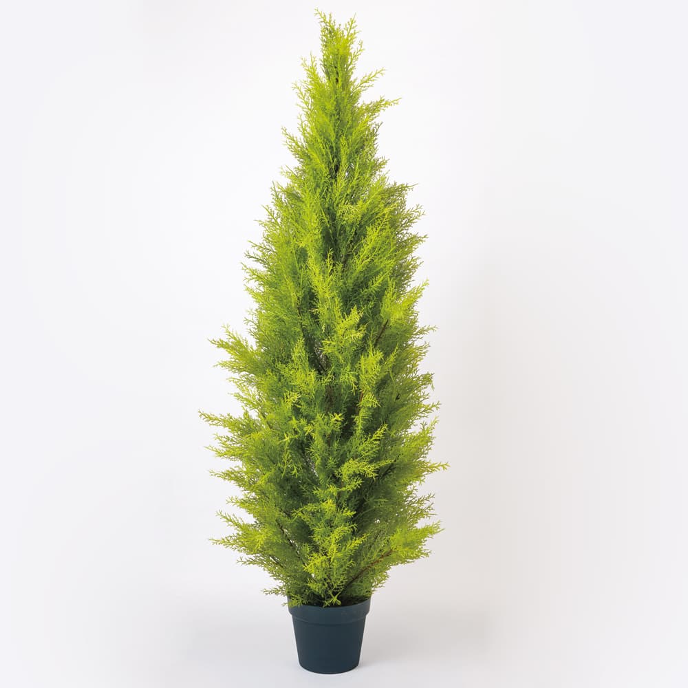 日本産 フェイクグリーン 観葉植物 とりよせ品 花びし ゴールドクレストポット L 150cm 代引不可 他商品との同梱不可 グリーン観葉植物 1 5m 大型 おしゃれ 人工観葉 店舗装飾 Fucoa Cl