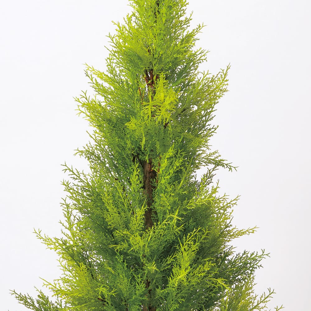 一流の品質 フェイクグリーン 観葉植物 とりよせ品 花びし ゴールドクレストポット M 1cm 代引不可 他商品との同梱不可 グリーン観葉植物 1 2m 大型 おしゃれ 人工観葉 店舗装飾 Fucoa Cl