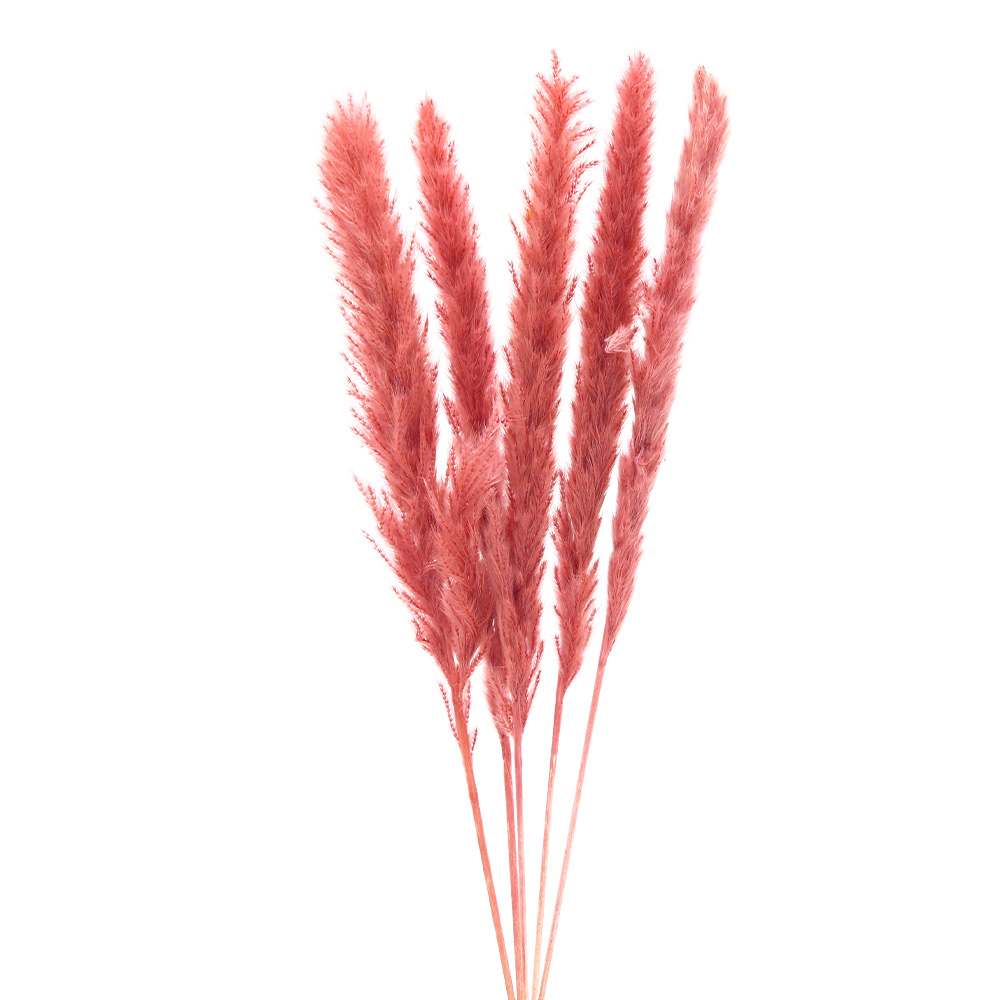 楽天市場】【P10倍 】 ドライフラワー 花材 即日出荷 テールリード