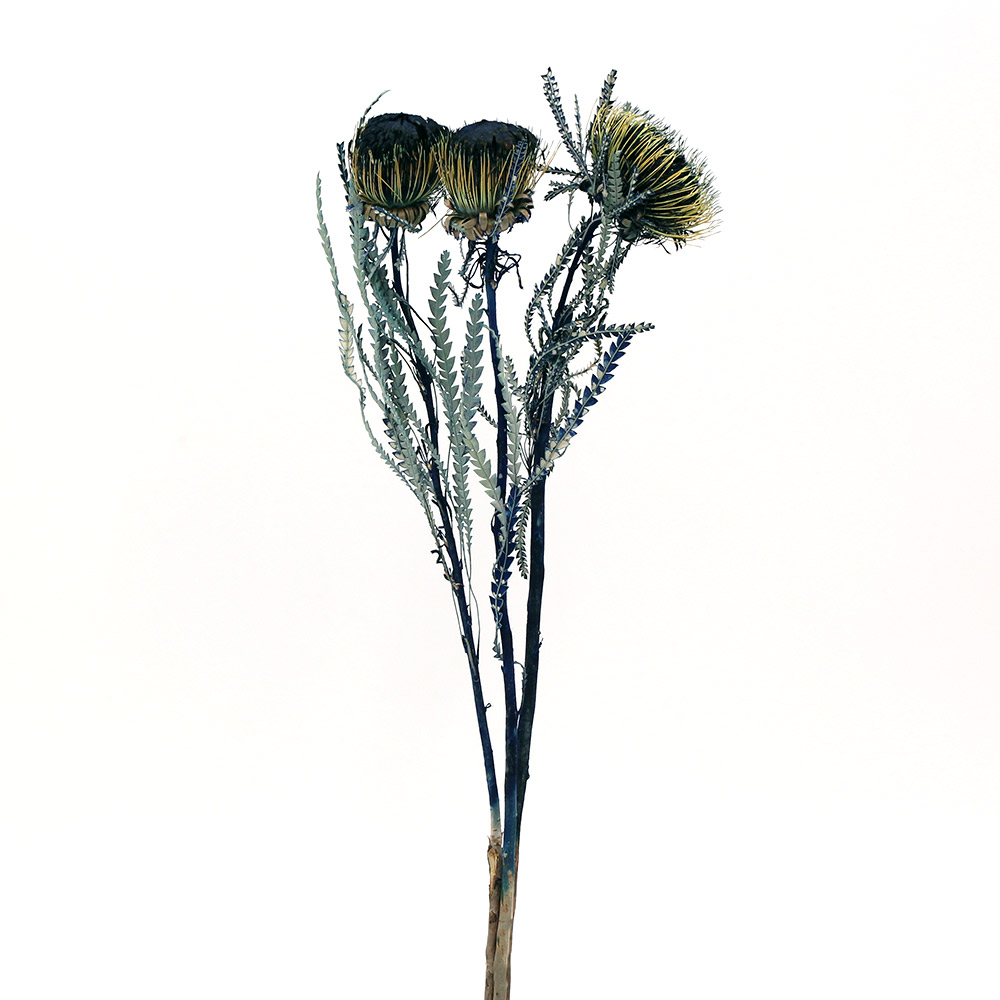 21年新作 ドライフラワー 花材 即日出荷 東方貿易 フォルモッサ ブルードリアンドラ ドライアンドラ ワイルドフラワー 青 ドライフラワー スワッグ ブーケ ドライフラワー花束 花束 ドライフラワースワッグ リース アレンジ 花材 素材 材料 花 装飾