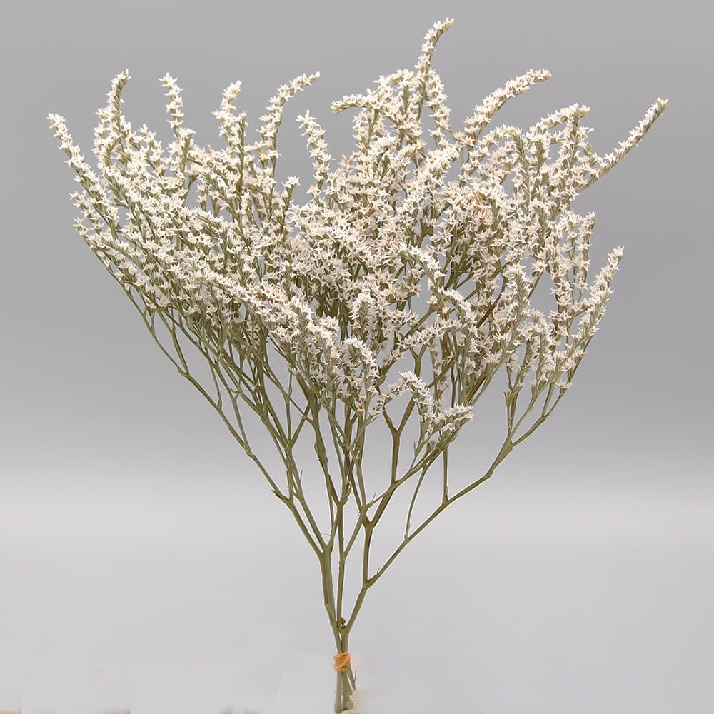 【一点物】★軍配ナズナ&カラーナズナ★ドライフラワー スワッグ 一点物】☆軍配ナズナ&カラーナズナ☆ドライフラワー スワッグ 一点物