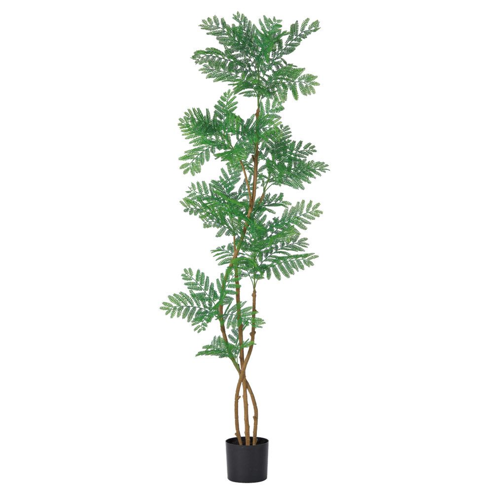 フェイクグリーン 観葉植物 【メーカー直送品】 エバーフレッシュ(ポット付)《代引決済・他商品と同梱不可》 観葉植物 2m おしゃれ 人工観葉 大型 アスカ ASCA アスカ商会|造花ドライフラワー専門問屋花びし