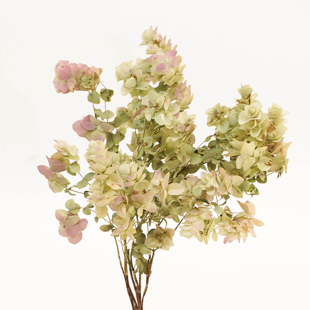 楽天市場】ドライフラワー 花材 即日出荷 オレガノ・ケント