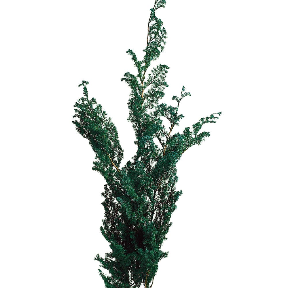 楽天市場】【プリザーブドフラワー】大地農園/ソフトヒムロスギ/1束/約