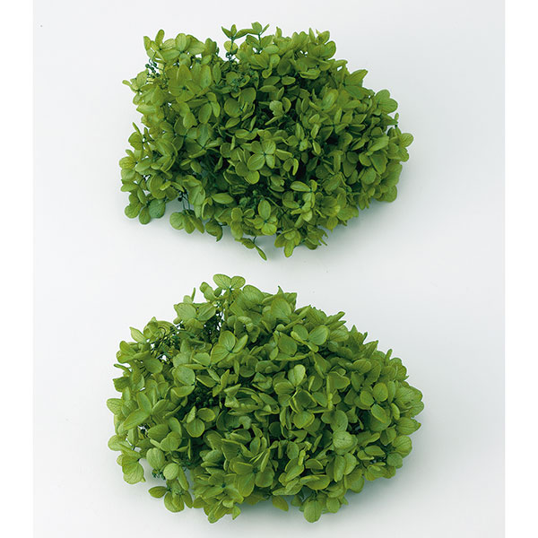 楽天市場】プリザーブドフラワー 花材 即日出荷 ソフトあじさい彩