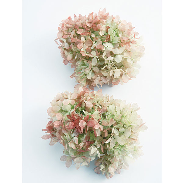 楽天市場】プリザーブドフラワー 花材 即日出荷 ソフトあじさい彩